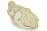 Partial Oreodont (Merycoidodon) Upper Skull - South Dakota #342182-4